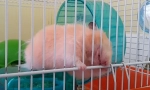 Křeček zmizuje klec, důvody, jak se odehrávat